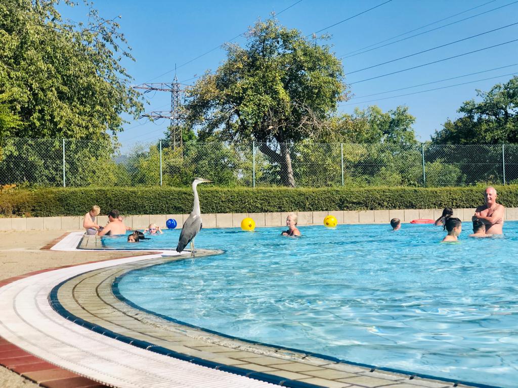 Bild von Schwimmbad Schwörstadt
