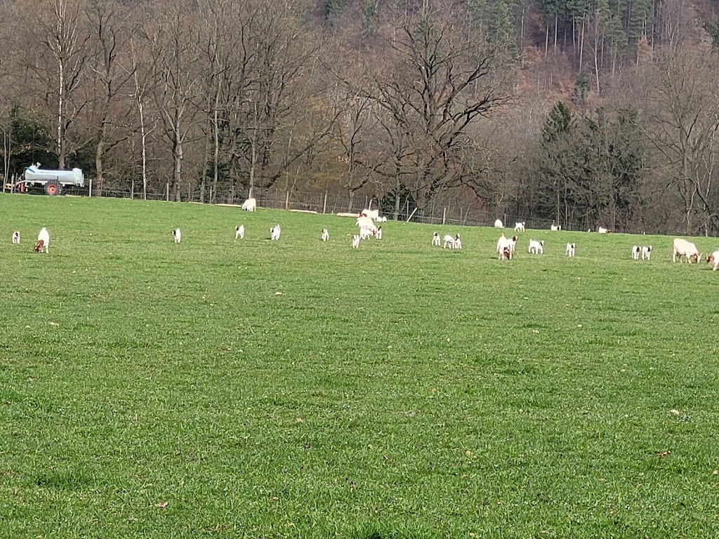 Bild von Freunde Freibad Erdmannsdorf e.V.