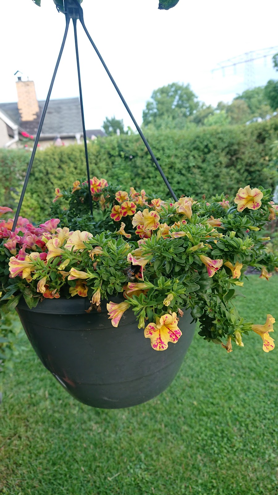 Bild von Kleingartenanlage Am Freibad