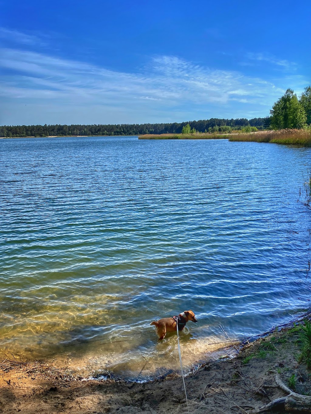 Bild von Beachzone Bernsteinsee Ruhlsdorf