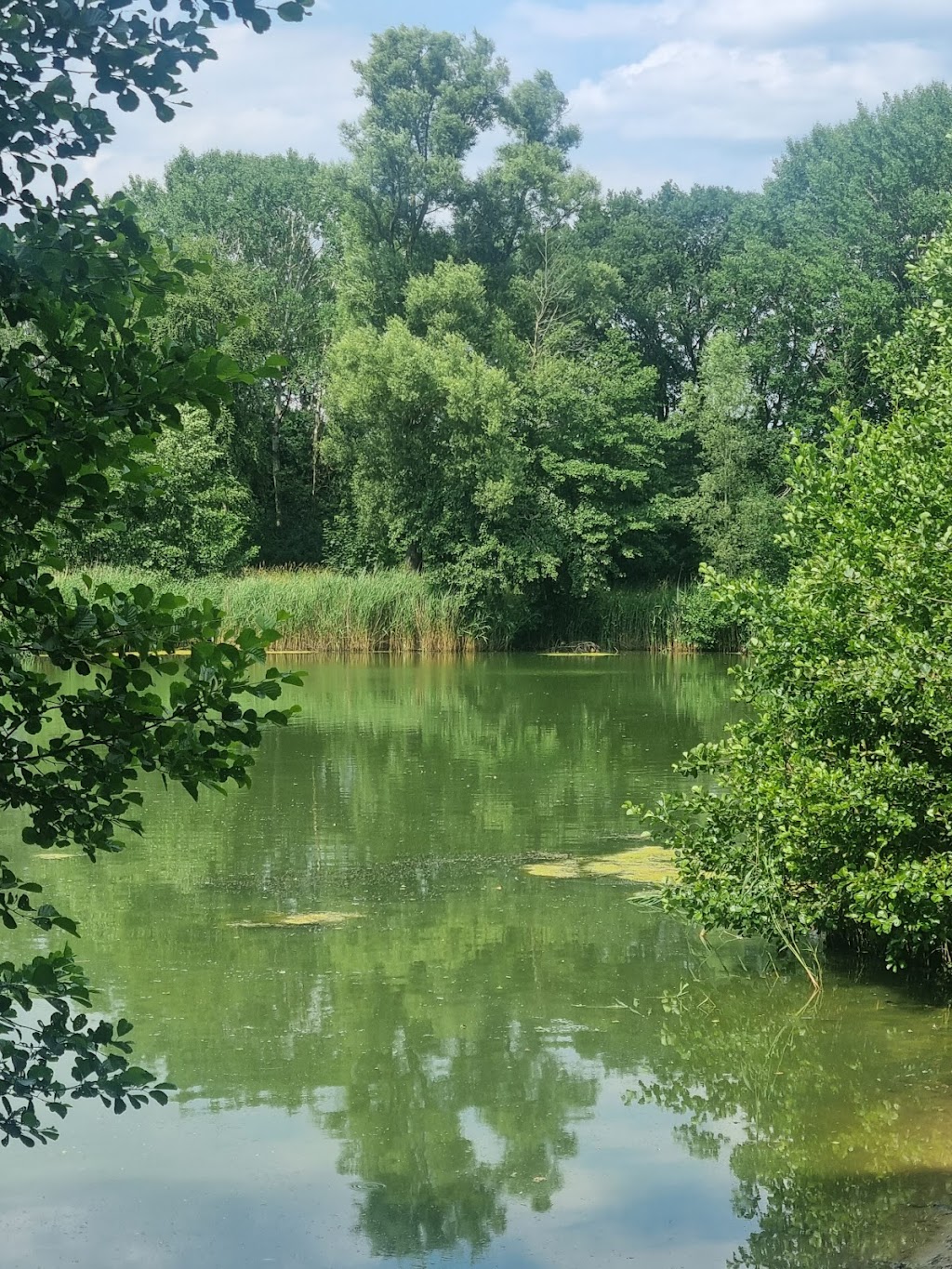 Bild von Teich am Blumenthaler Freibad