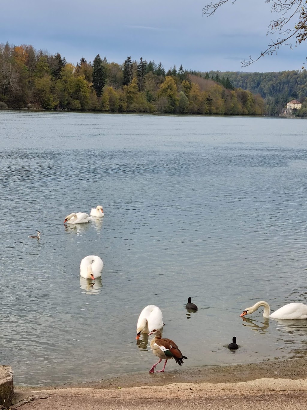 Bild von Badestelle Rhein