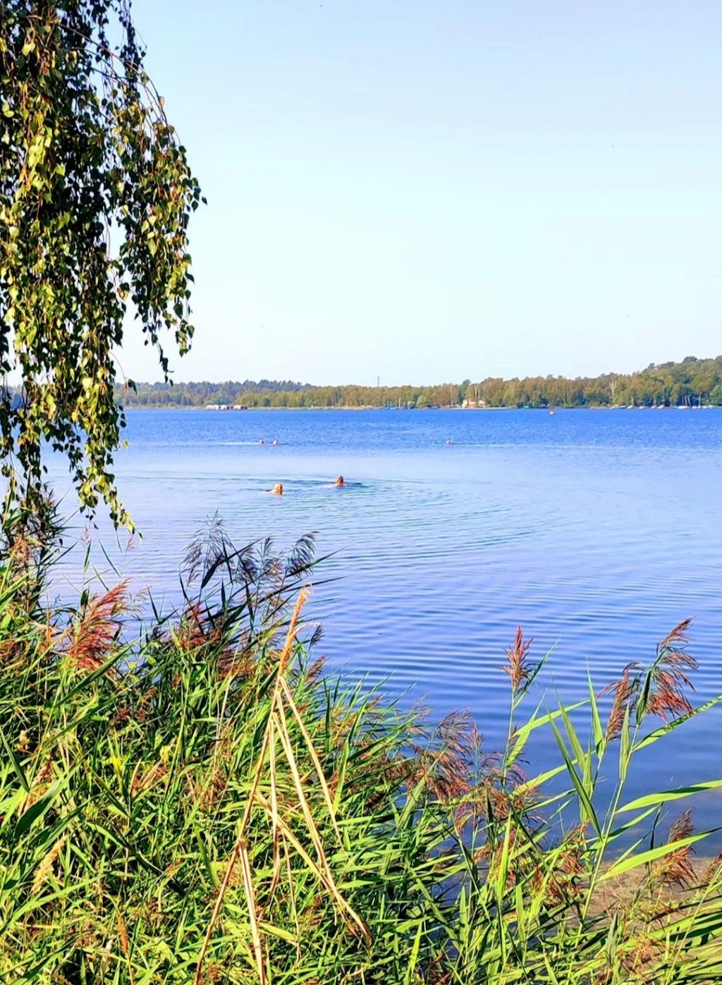 Bild von Freier Badestrand Bergwitzsee