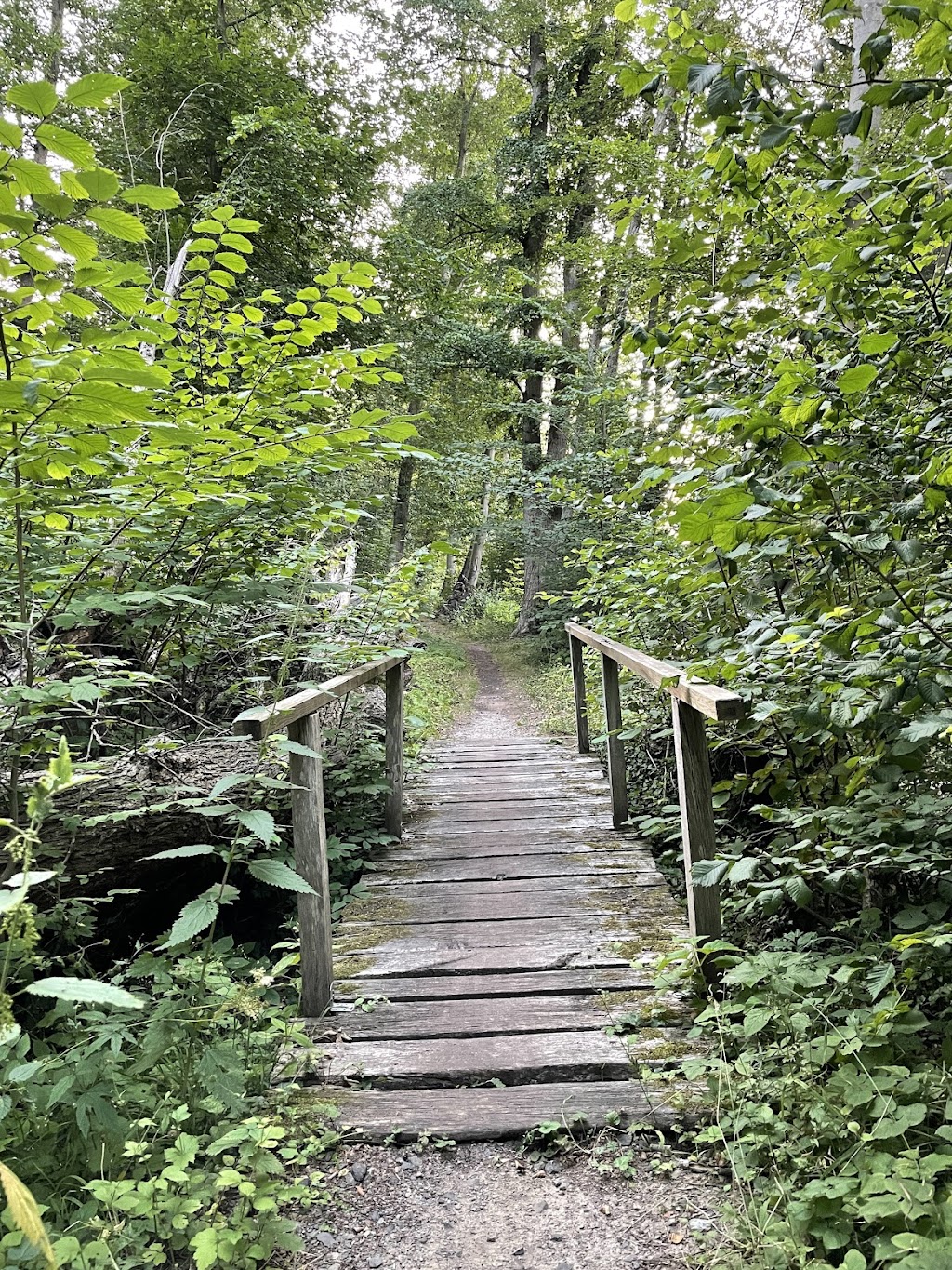 Bild von Waldbad Bienenbüttel
