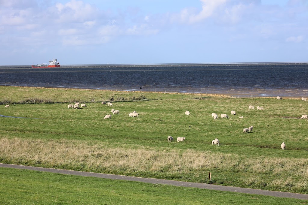 Bild von Strand Besenhalm